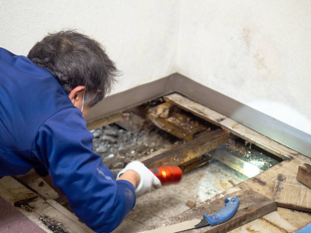 Best Mold Removal Company Near Me  in Riverdale, GA