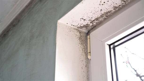 Best Mold Cleaning Services  in Riverdale, GA