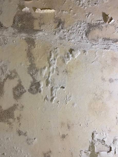 Best Commercial Mold Removal  in Riverdale, GA