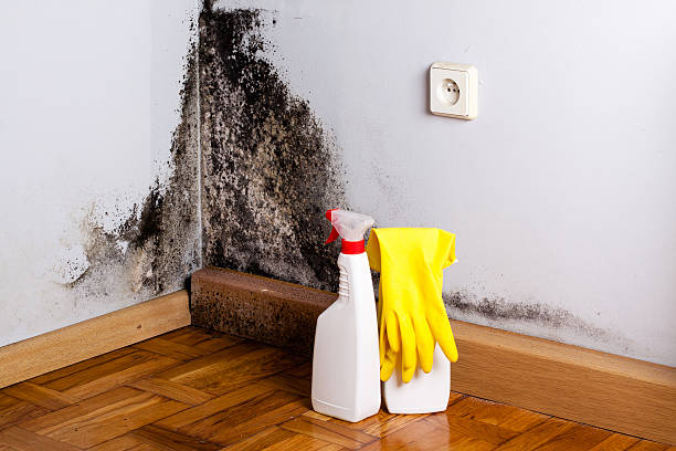 Best Same-Day Mold Removal  in Riverdale, GA