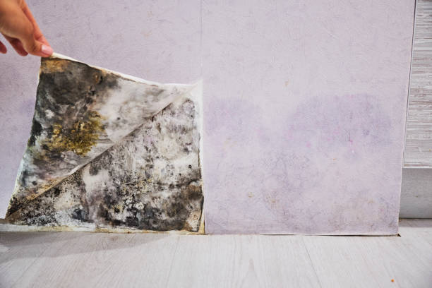 Best Mold Removal Near Me  in Riverdale, GA